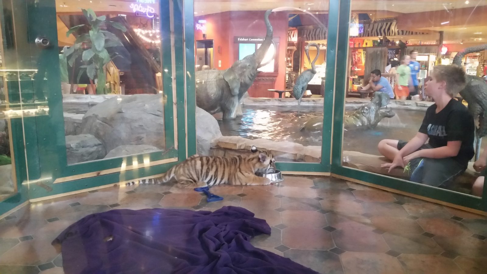 A tiger stretches out behind glass in the lobby
