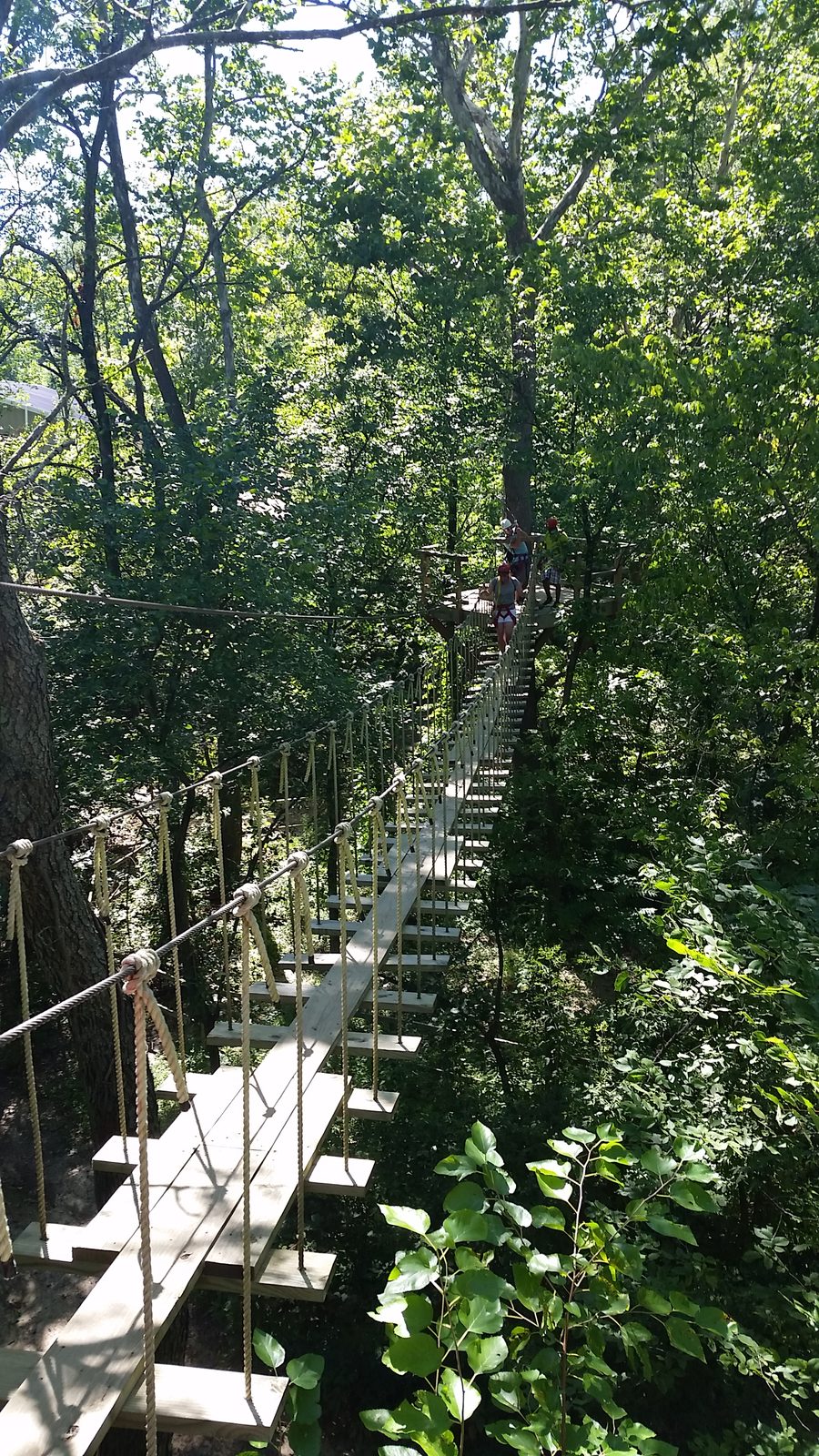The canopy bridge through the trees