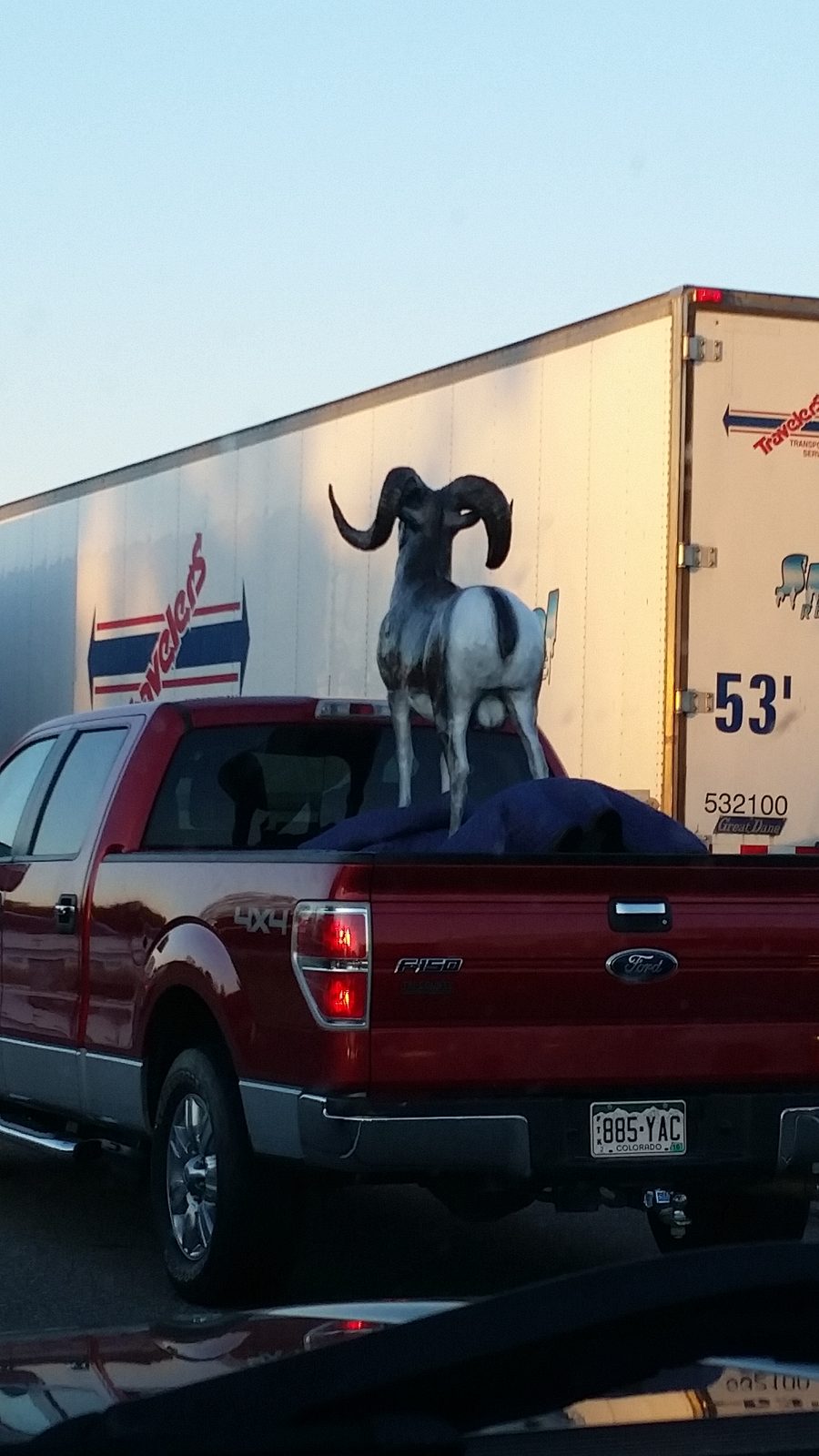 A goat riding on top of a truck we passed