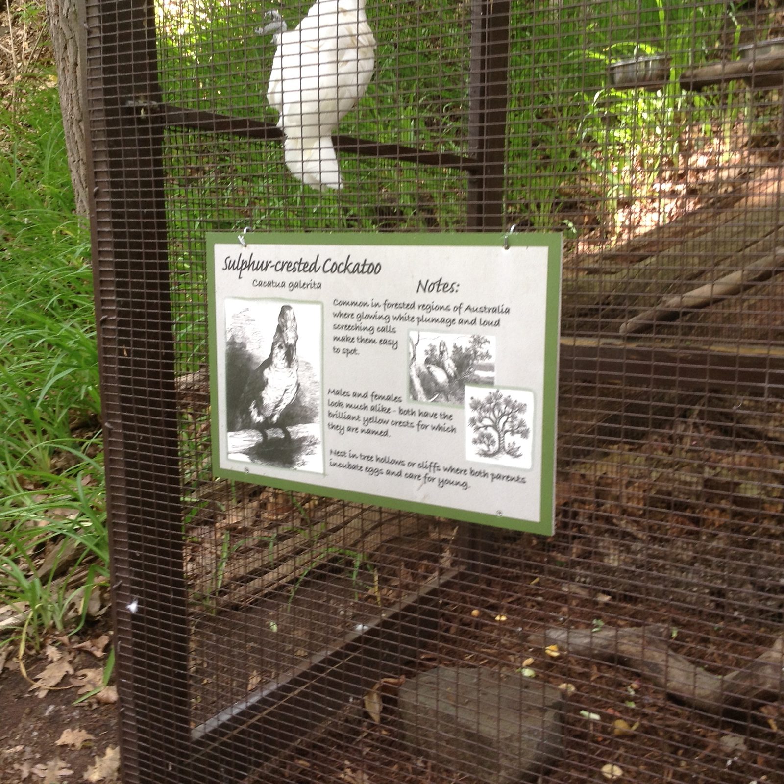 The sulfur-crested cockatoo at John Ball Zoo