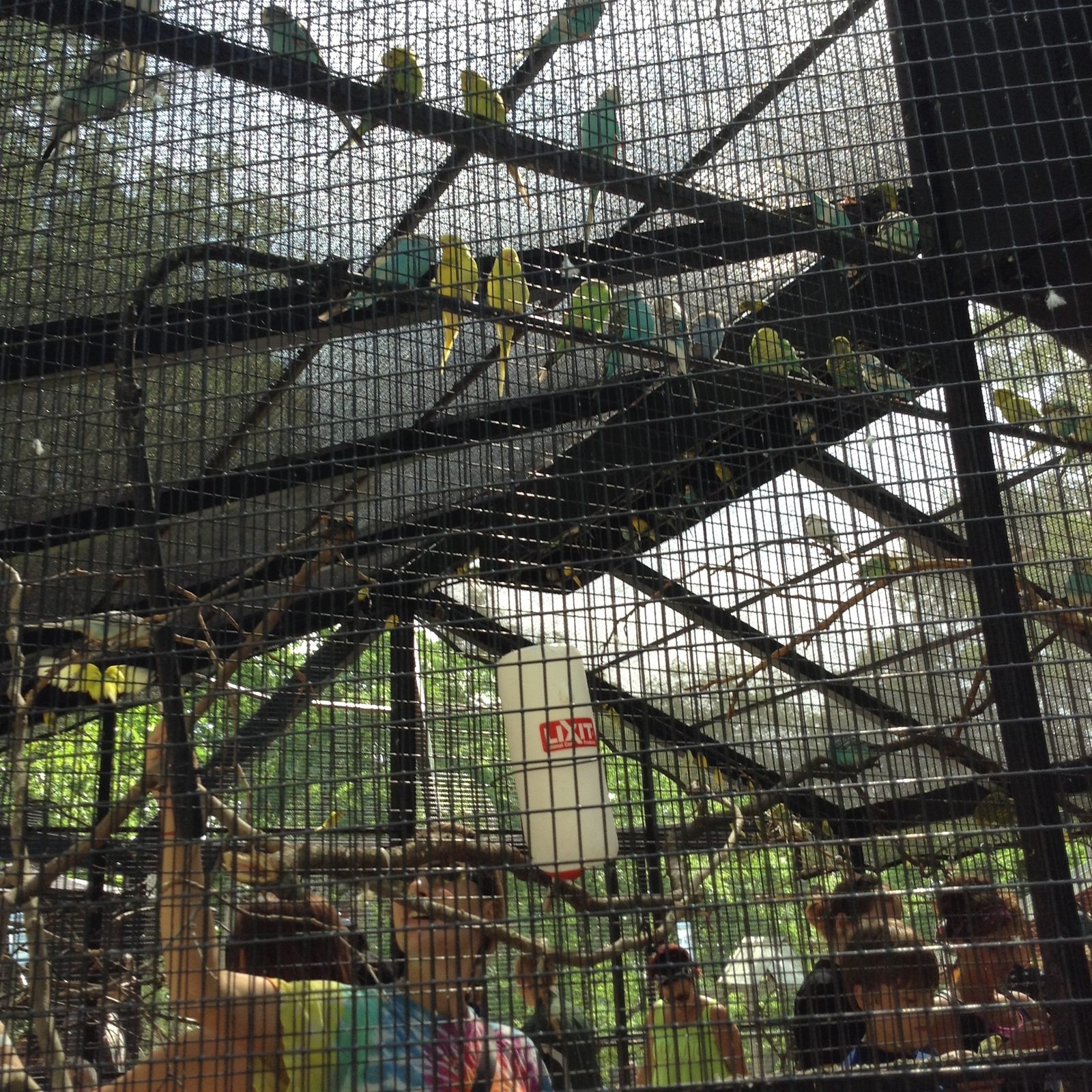 A flock of budgies in the aviary