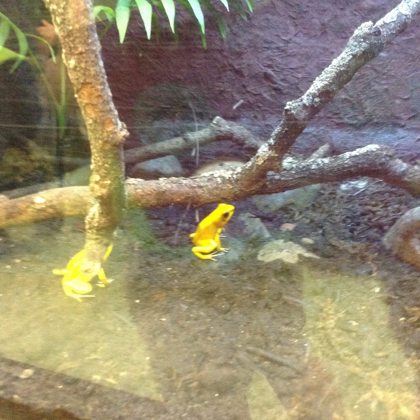 Bright yellow poison dart frogs