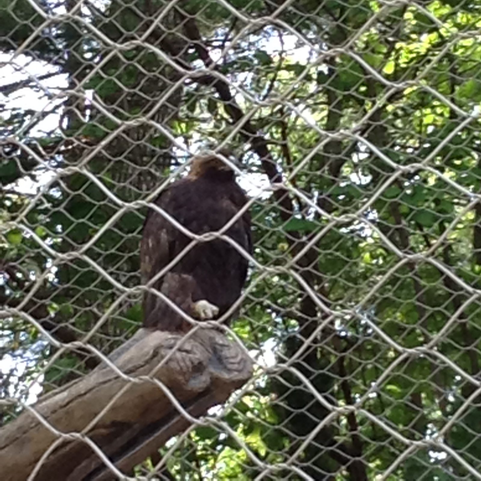 An eagle watching from its perch