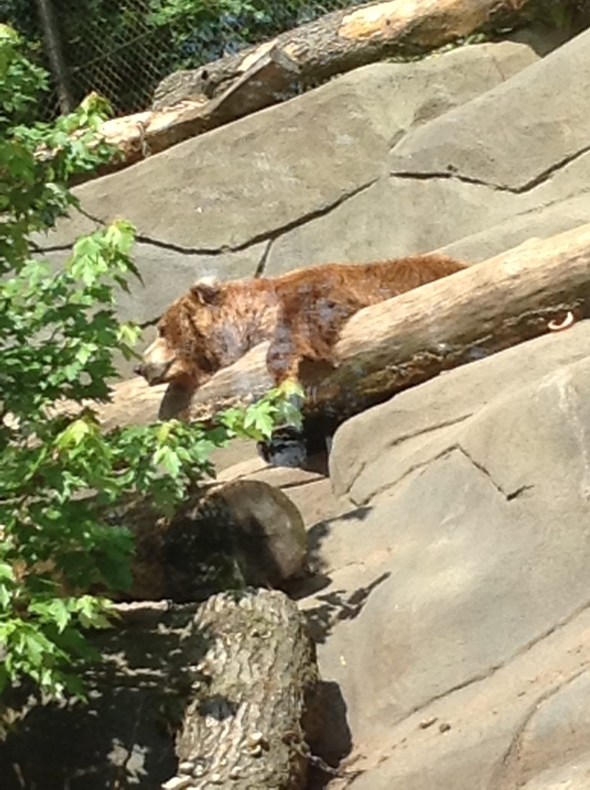 A brown bear resting on the rocks
