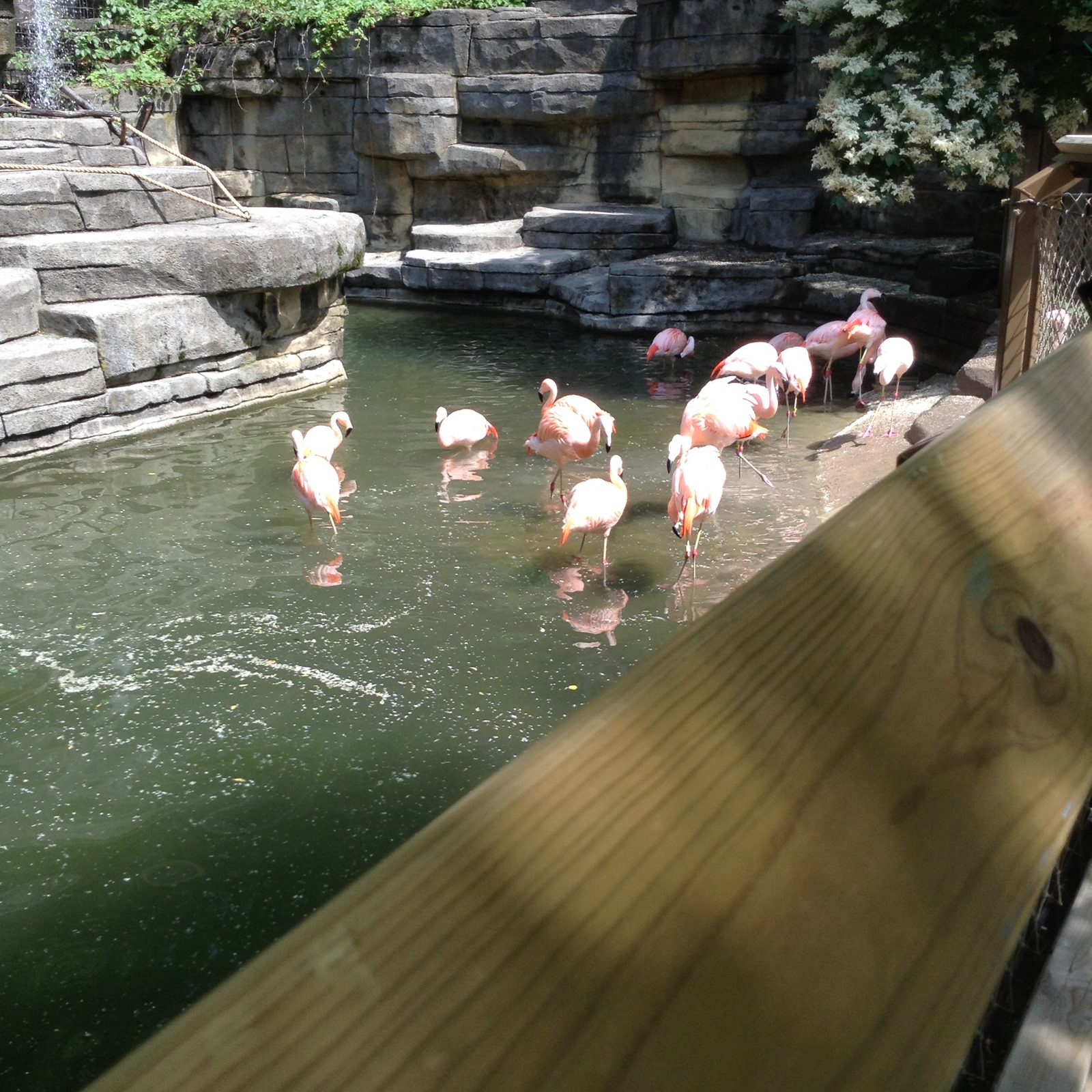 Flamingos wading in the pond