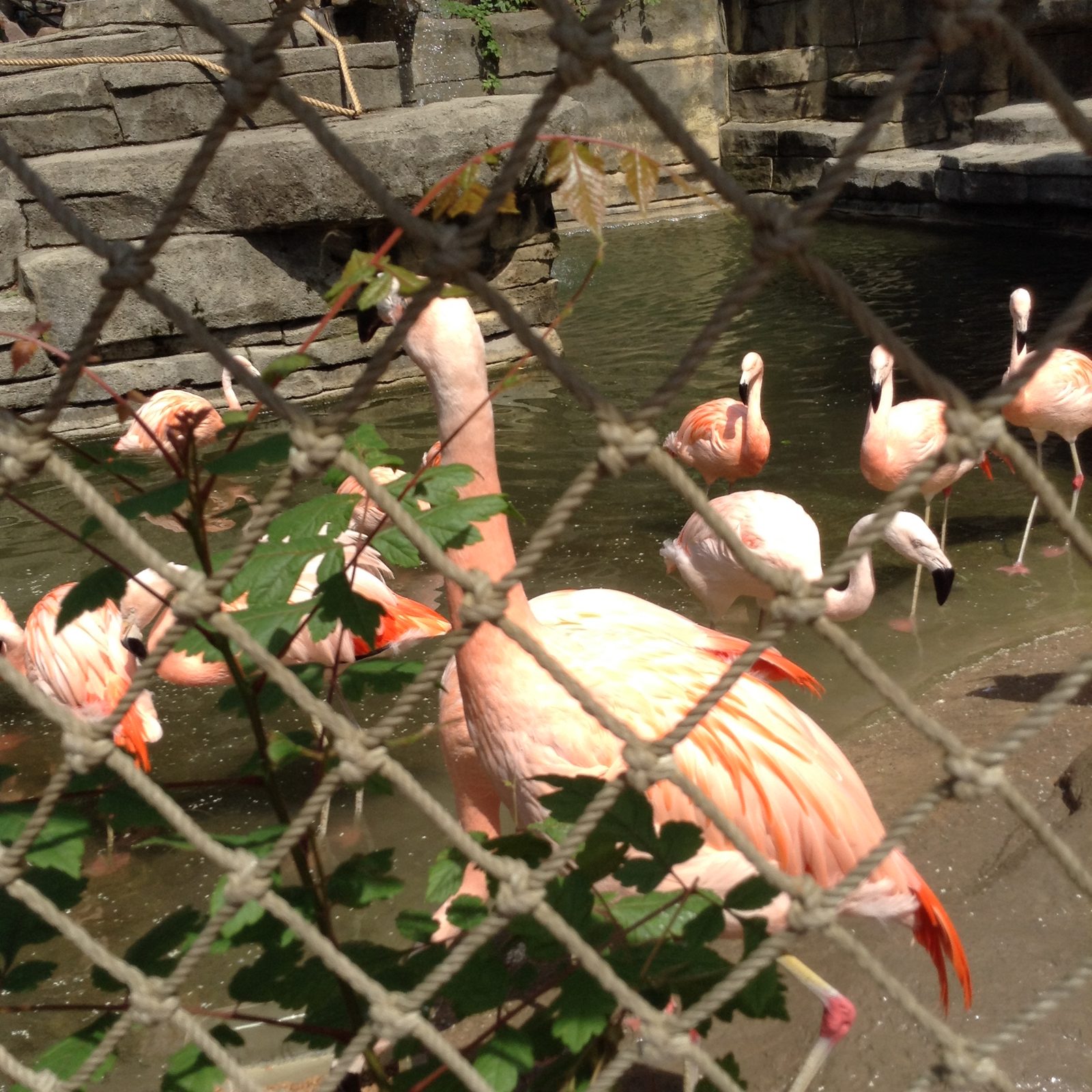Flamingos wading in their pool