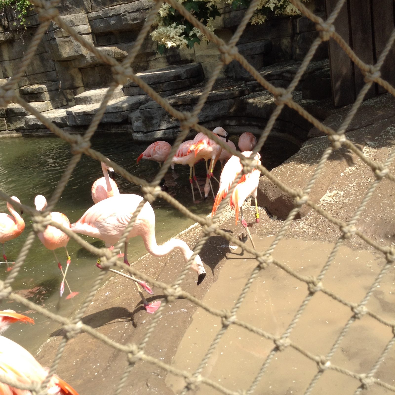 The flamingos wading in their pond
