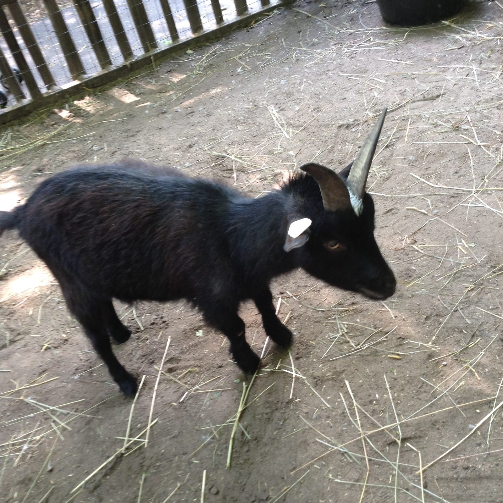 A baby goat wandering the petting zoo