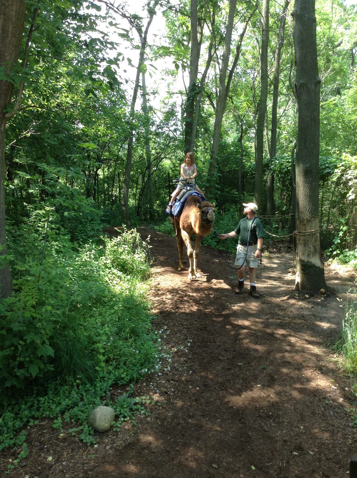 A camel ride along the zoo's back trail