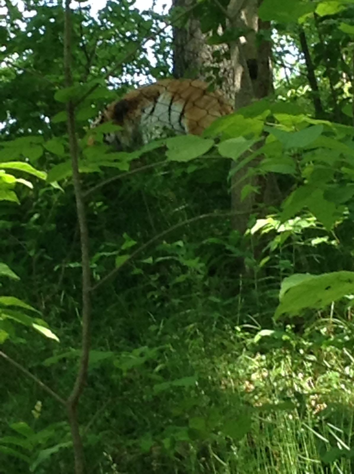 A tiger glimpsed through the trees