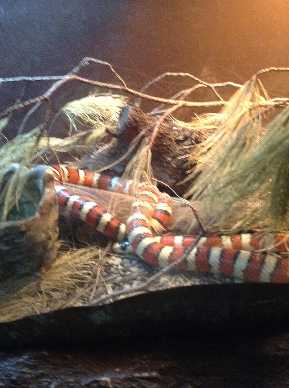 A snake in the reptile house