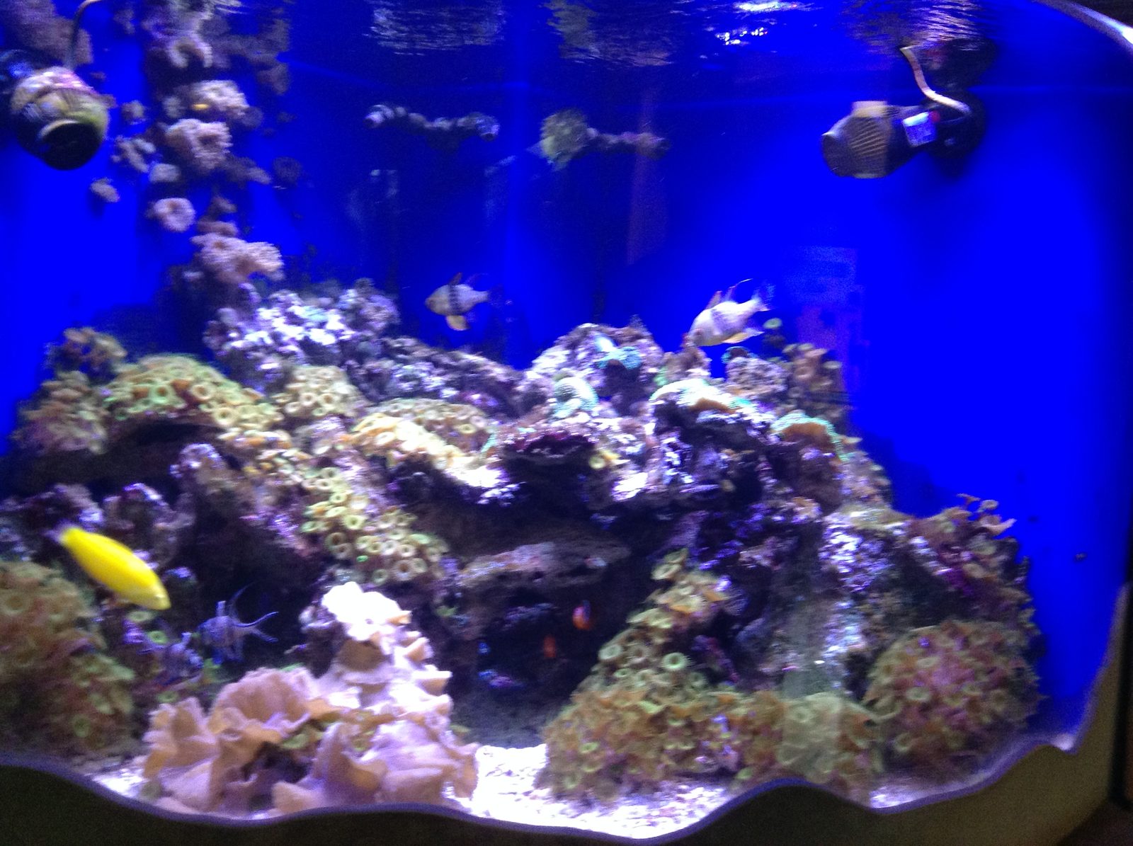 The coral reef tank in the aquarium