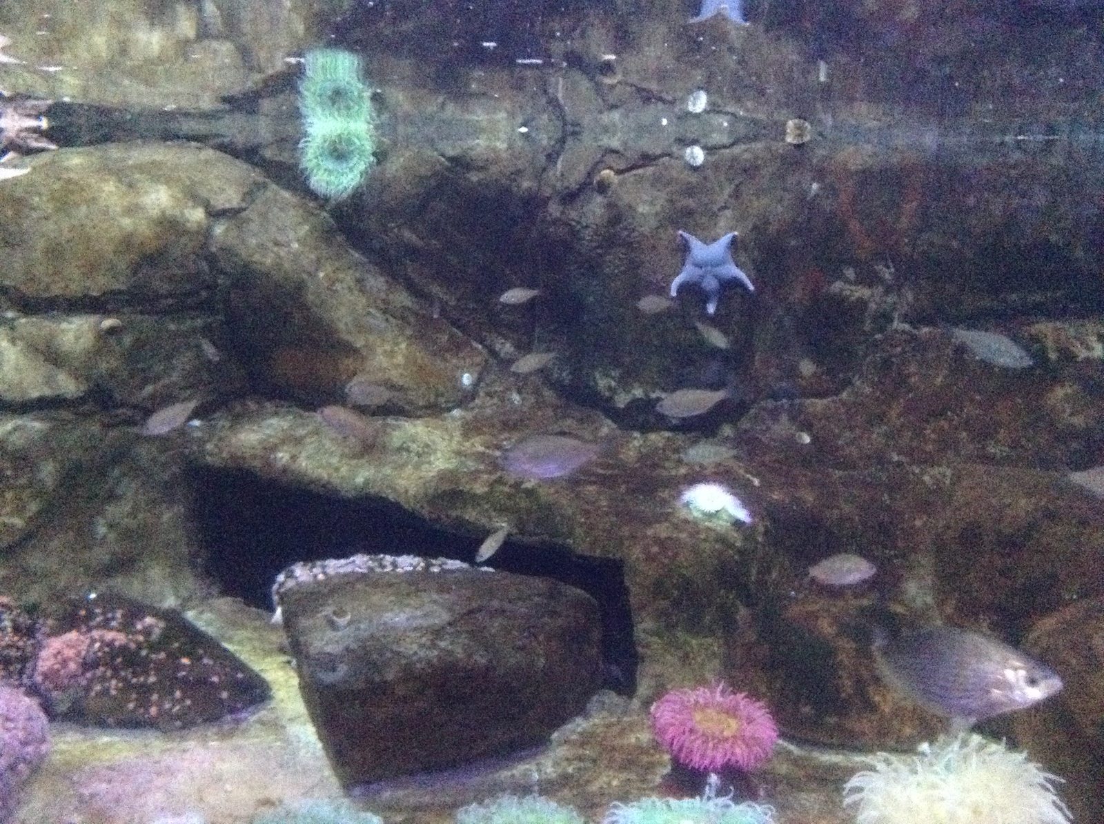 Fish and a starfish in the reef tank