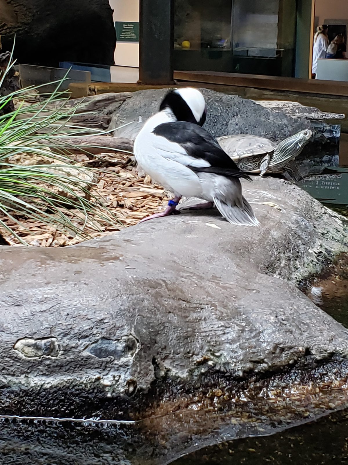 A black and white bird at the river museum aquarium