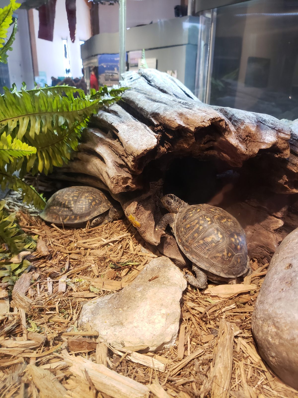 Turtles basking in their enclosure at the river museum
