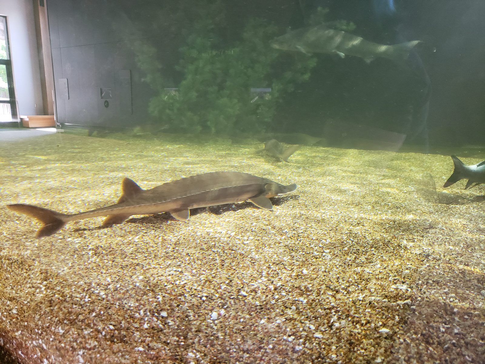 A sturgeon at the Mississippi River Museum