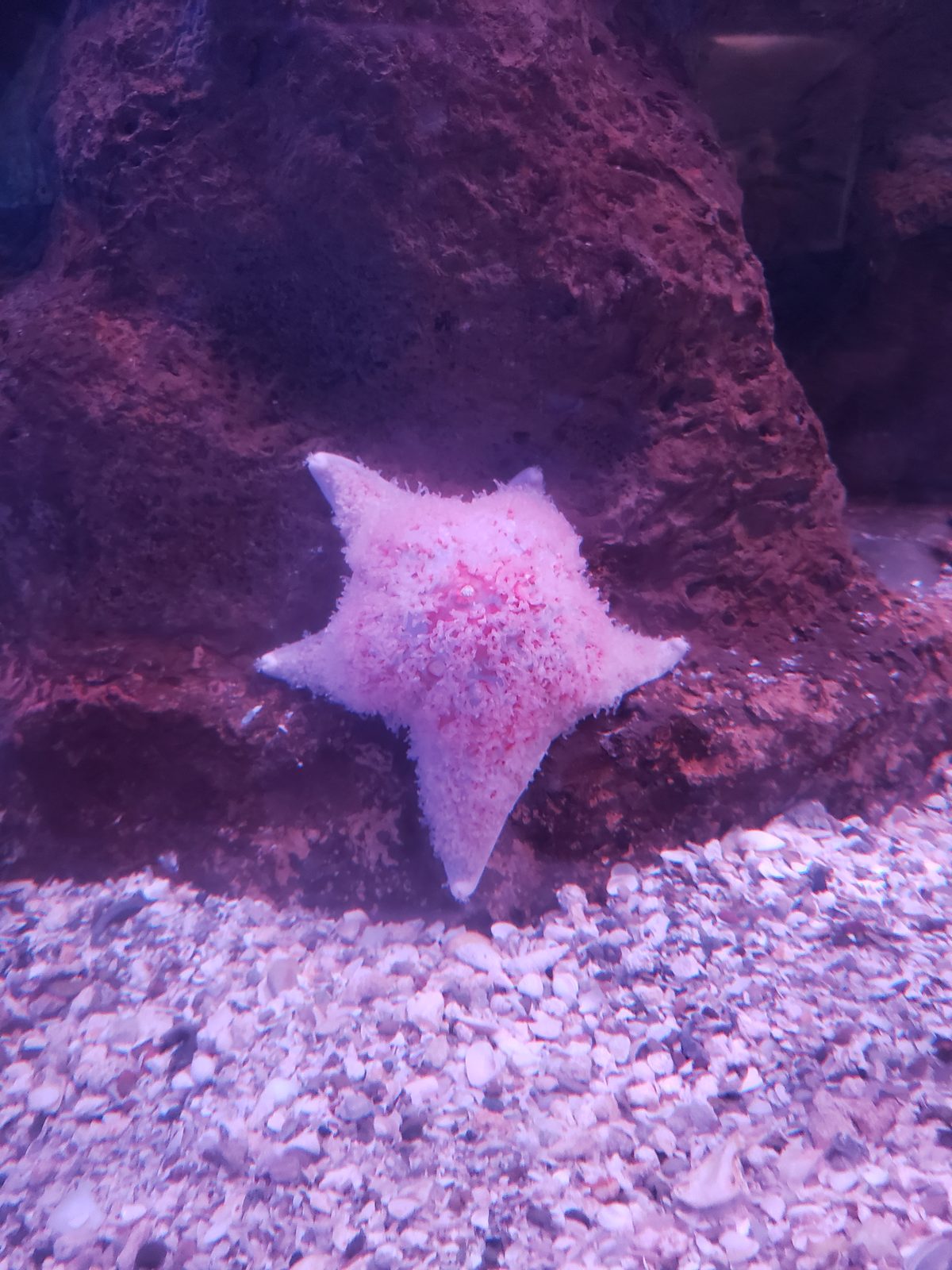 A pink starfish in the aquarium tank