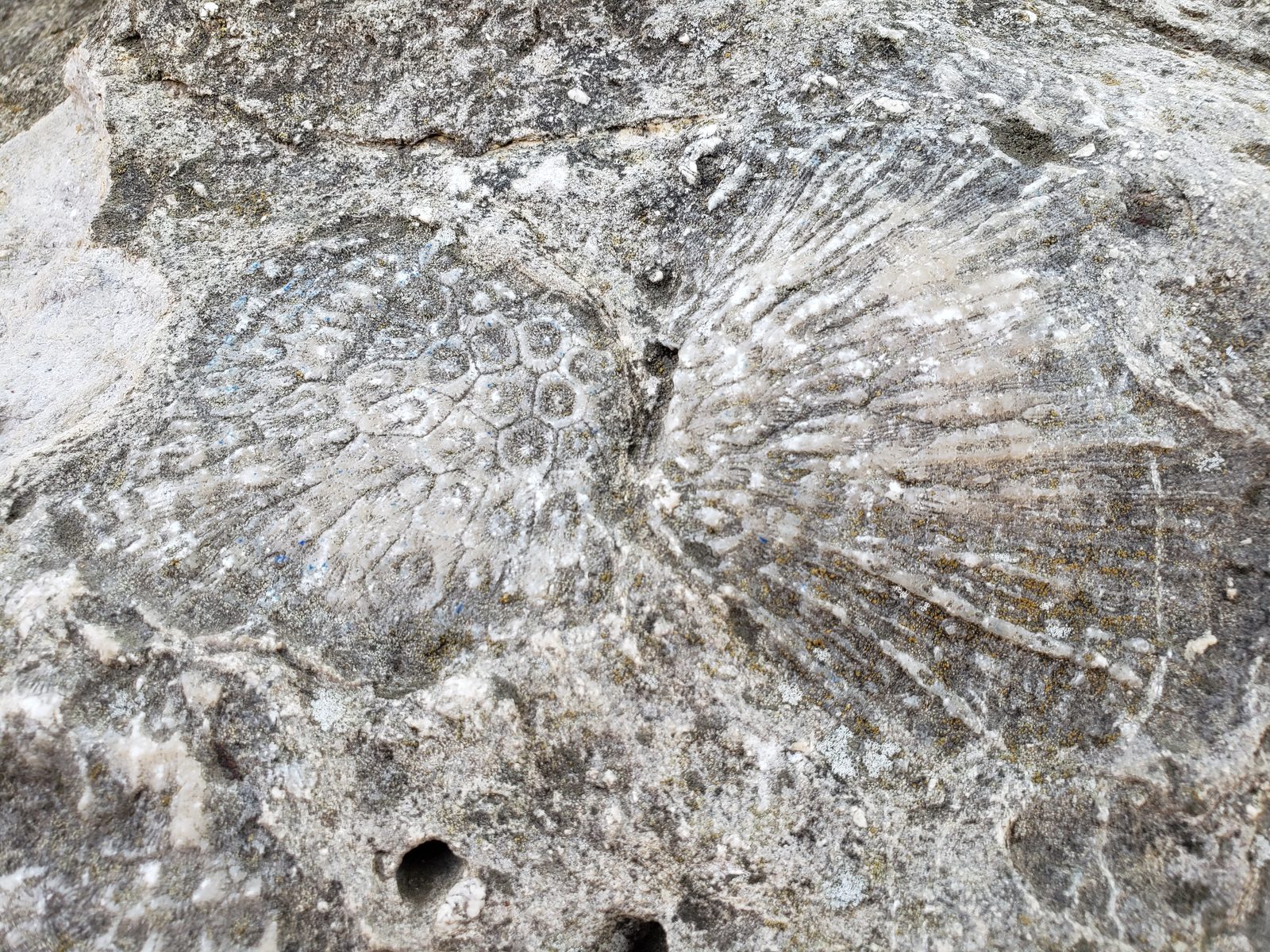 Fossil shells and coral side by side