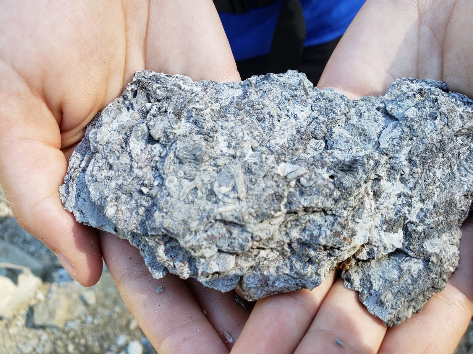 A fossil-covered rock up close