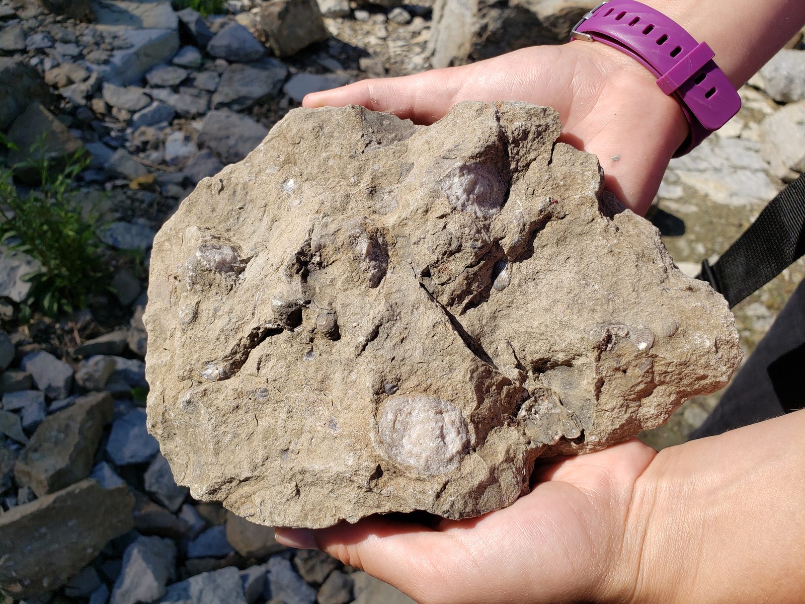 A rock full of fossils at the gorge