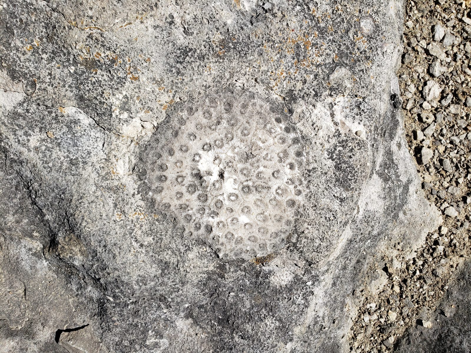 A coral fossil in the gorge floor