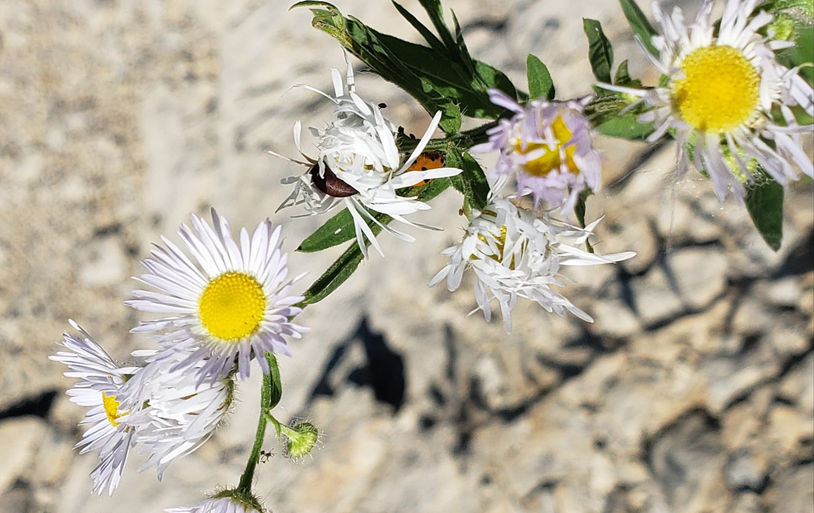 Wildflowers blooming in the gorge