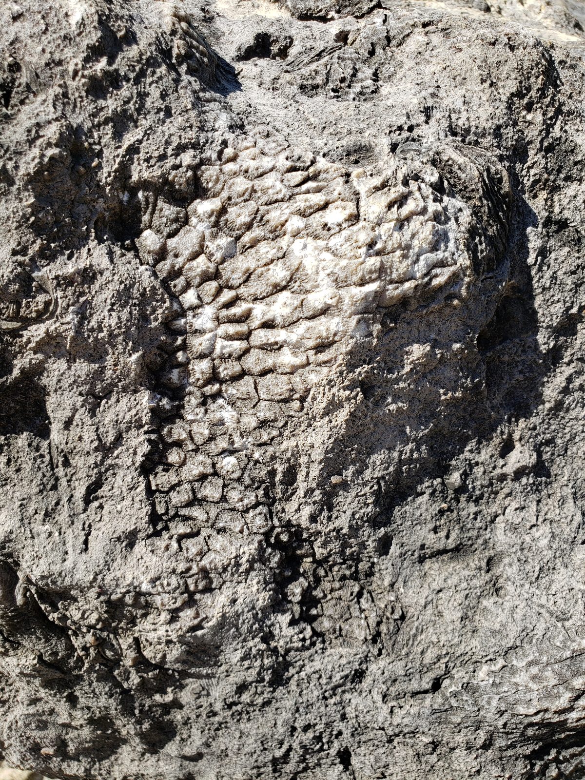 A coral fossil embedded in the ancient seabed rock