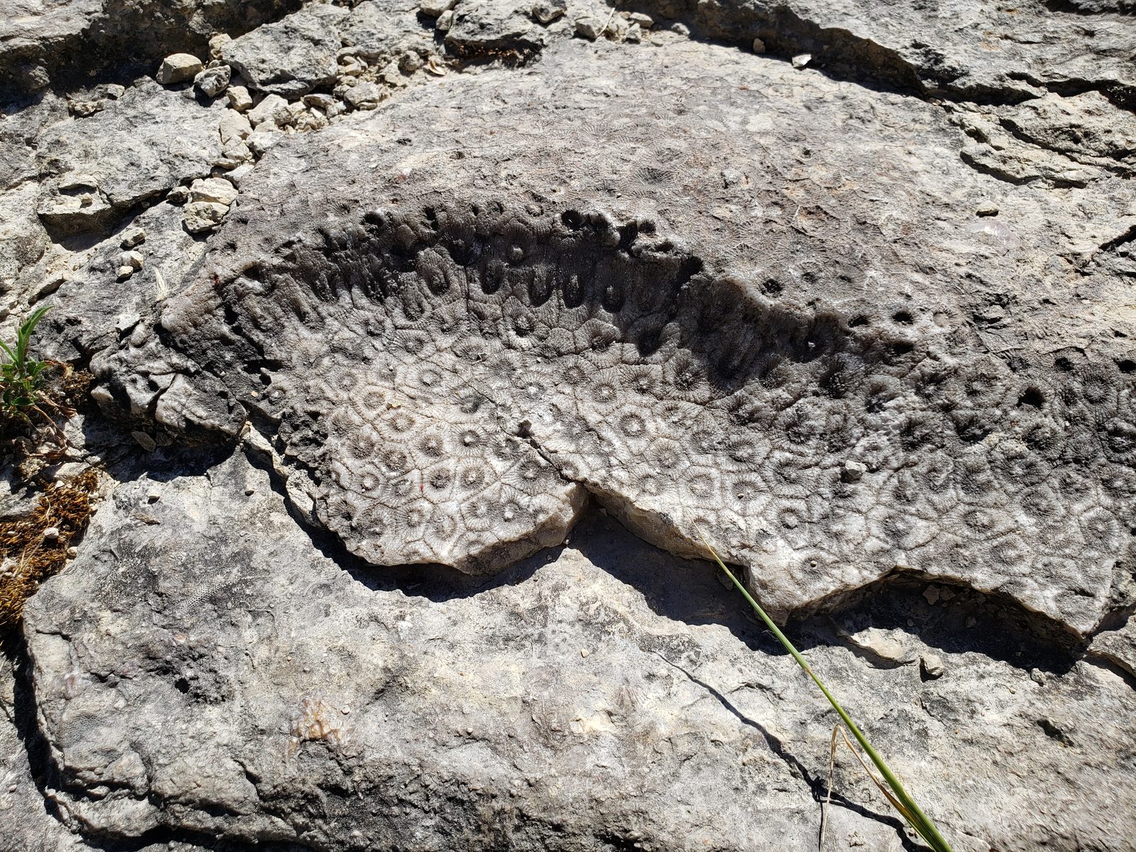 Fossil coral in the rock at the gorge