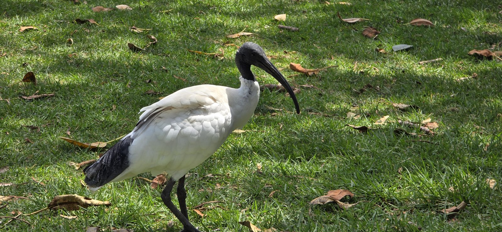 An ibis working the lawn in the Royal Botanic Garden