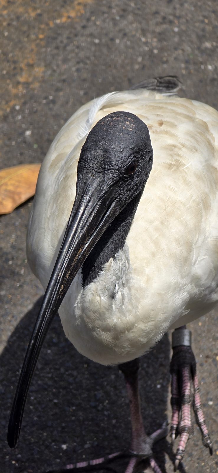 An ibis up close on the path