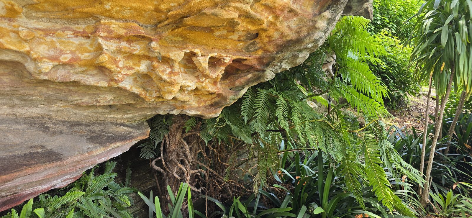 Layered sandstone overhang above the ferns