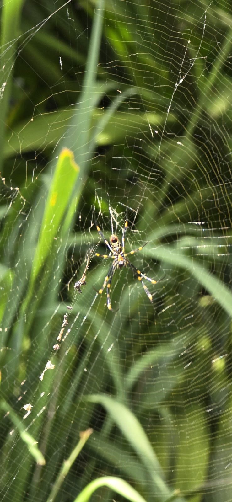 A golden orb spider in the garden