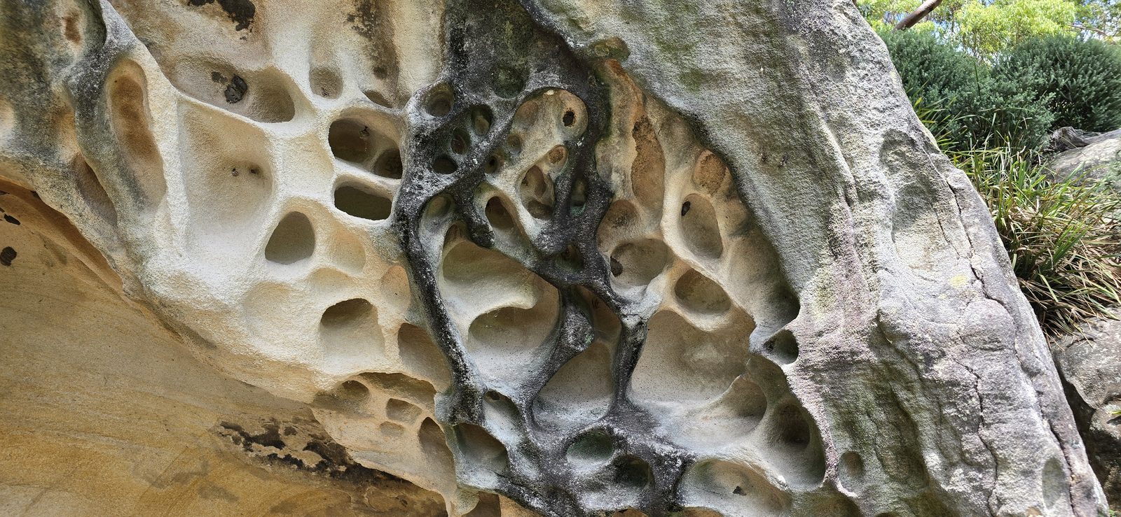 Honeycombed sandstone worn smooth by the weather