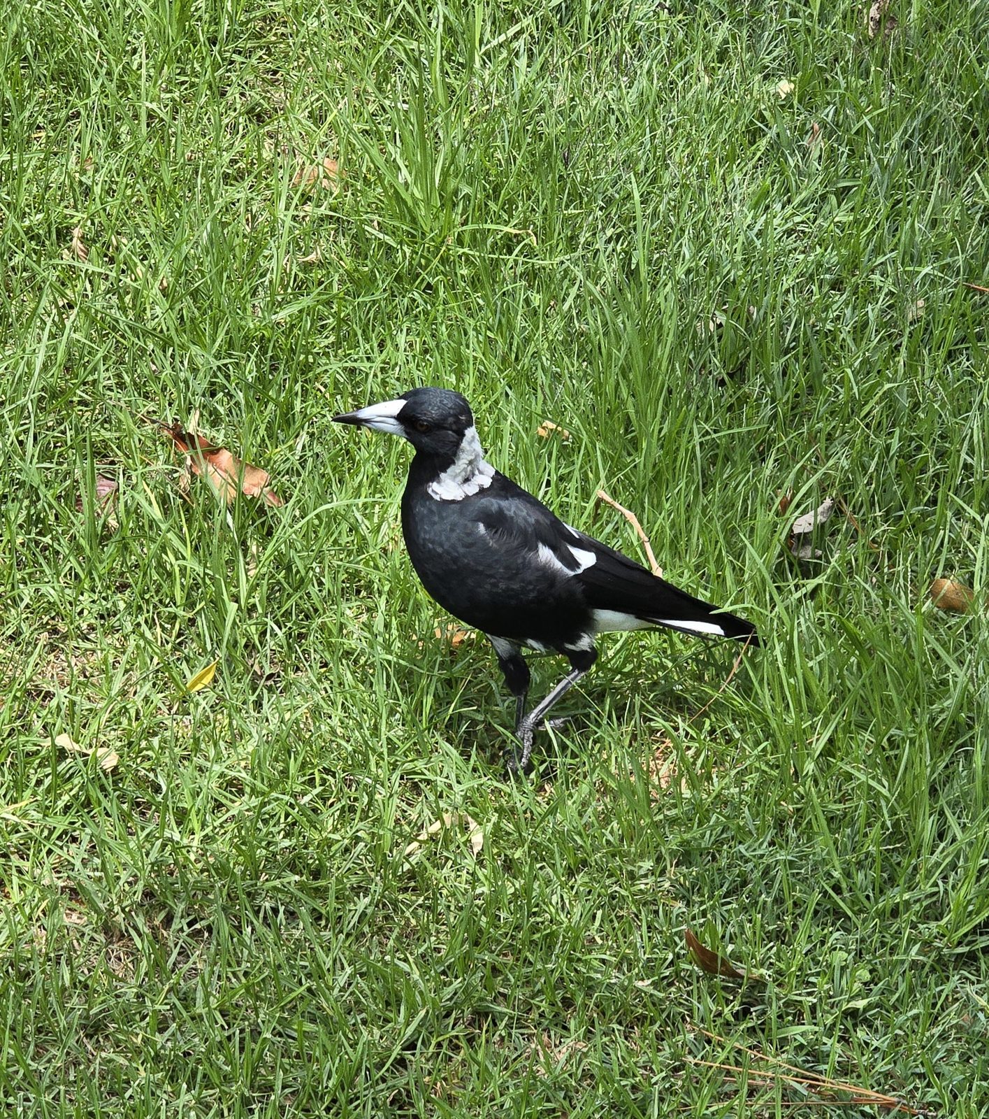 An Australian magpie in the Botanic Garden
