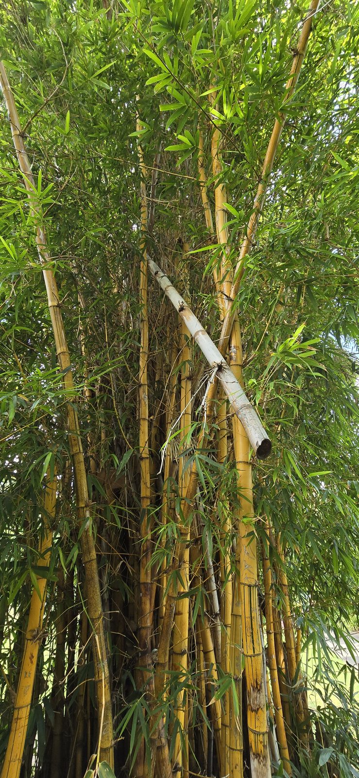 Tall bamboo in the garden