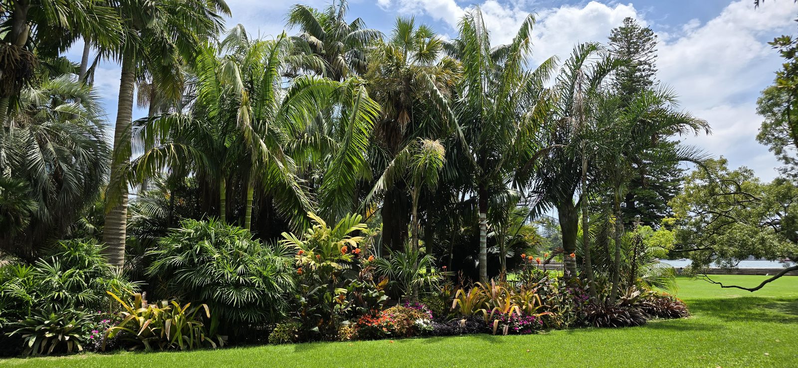 Palms and garden beds in the Royal Botanic Garden