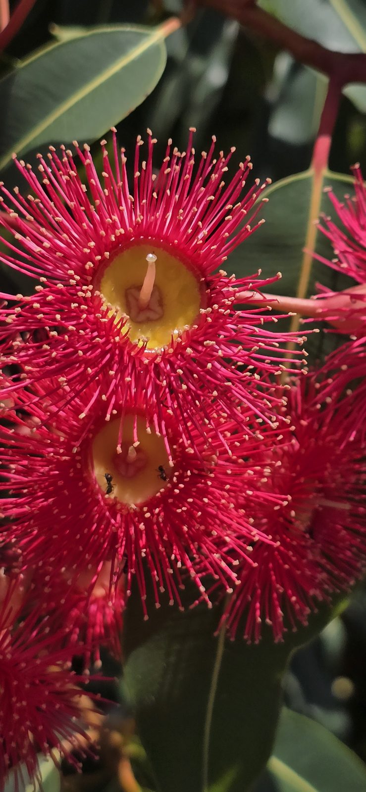 Red gum blossoms in bloom