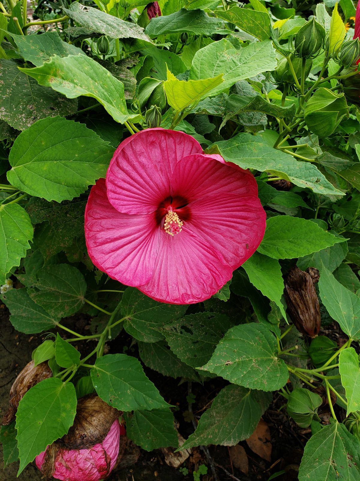 A deep pink hibiscus in bloom