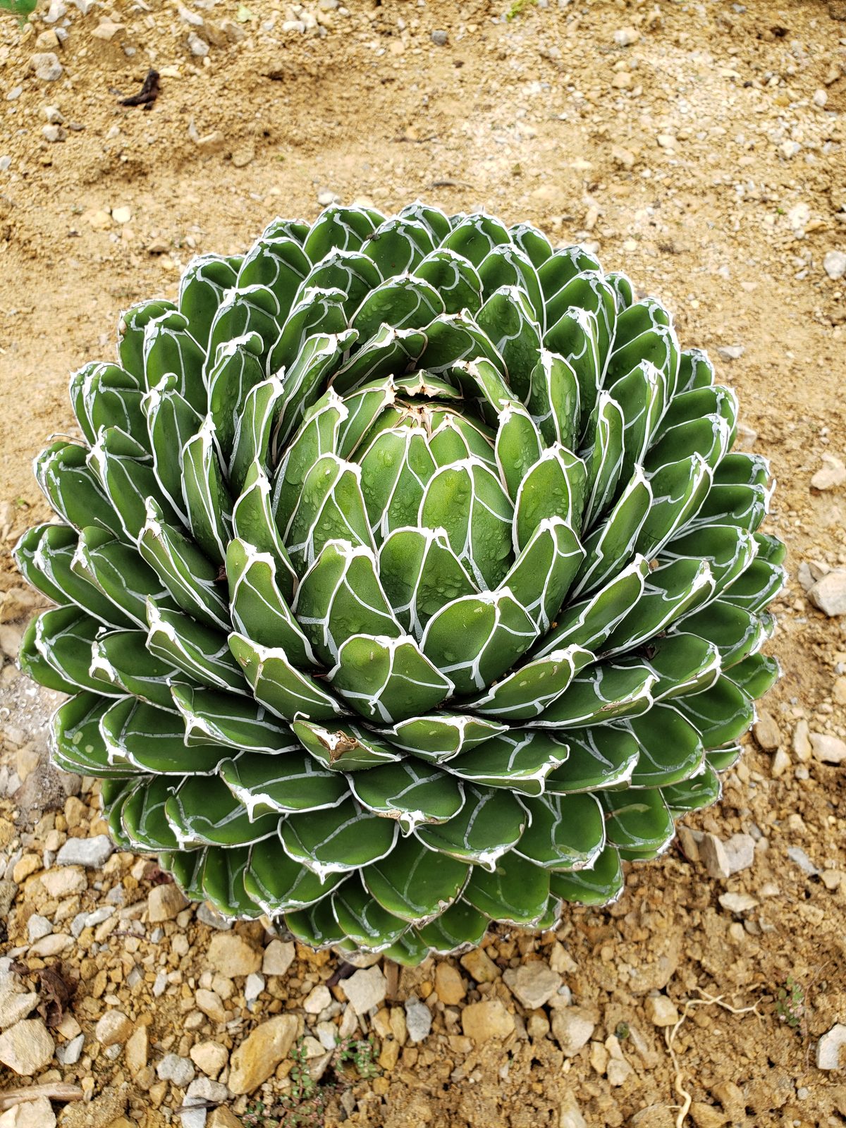 A spiky succulent at the Dubuque Arboretum