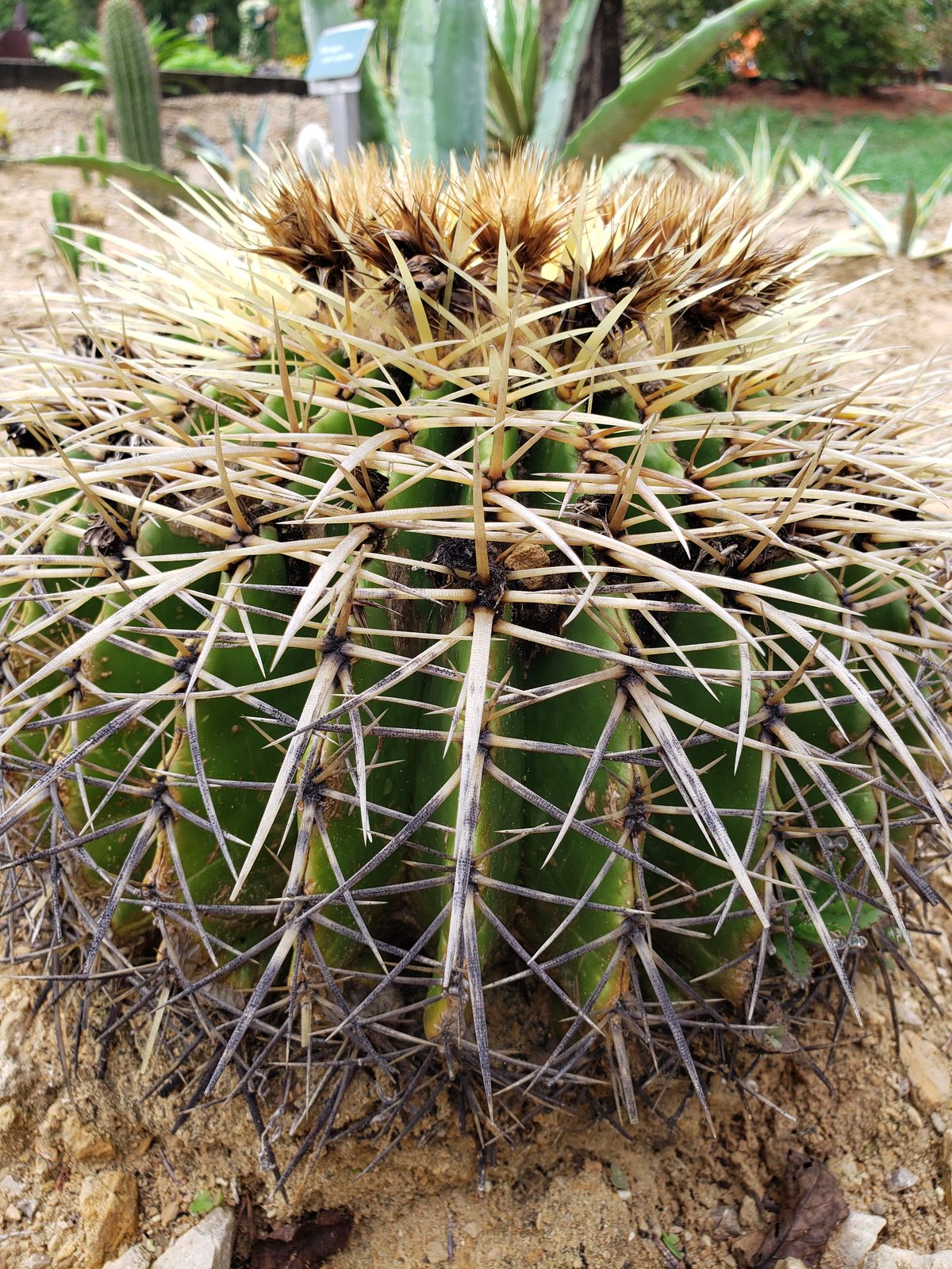 A barrel cactus in the desert garden
