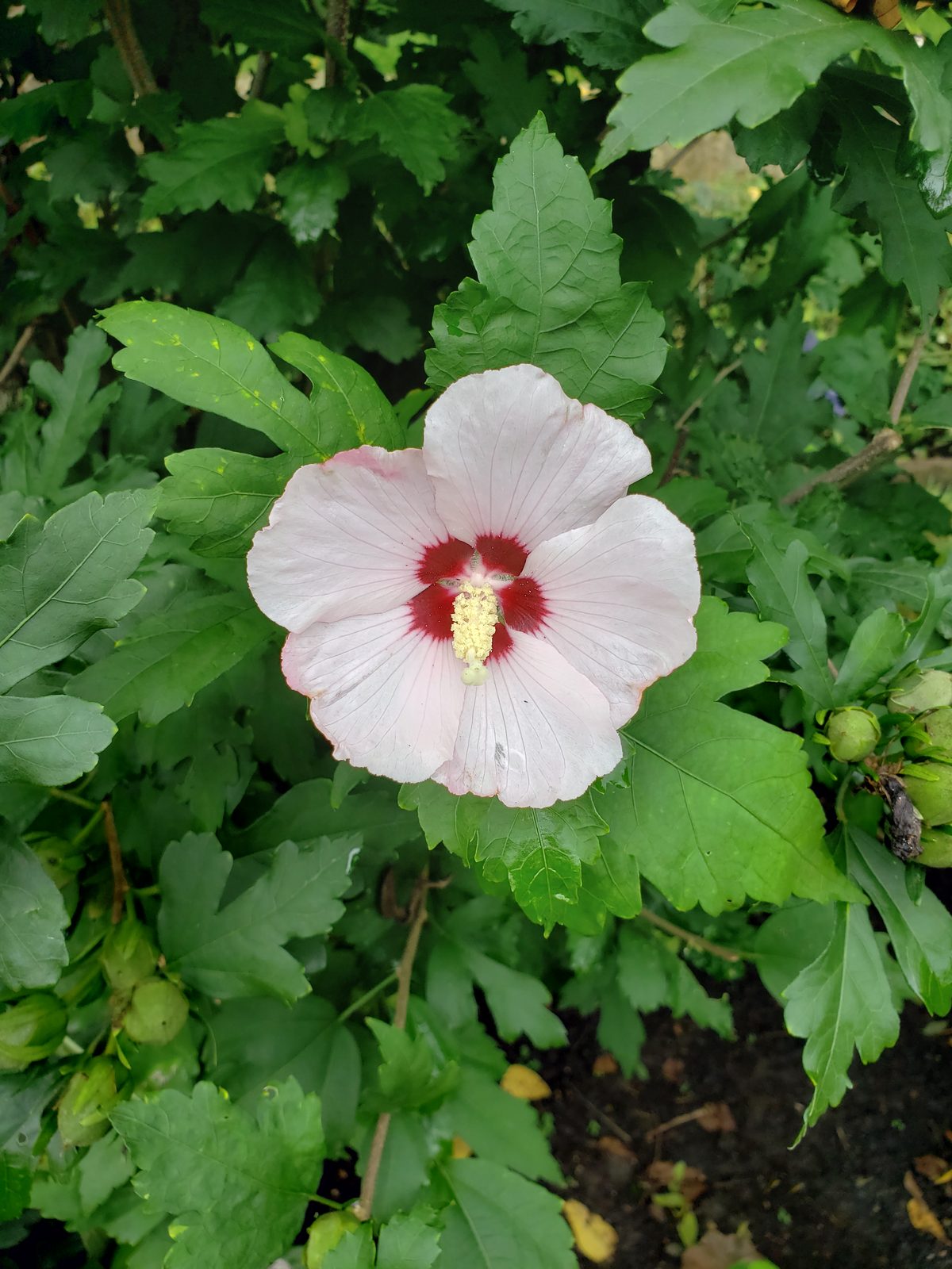A hibiscus in bloom at the Dubuque Arboretum