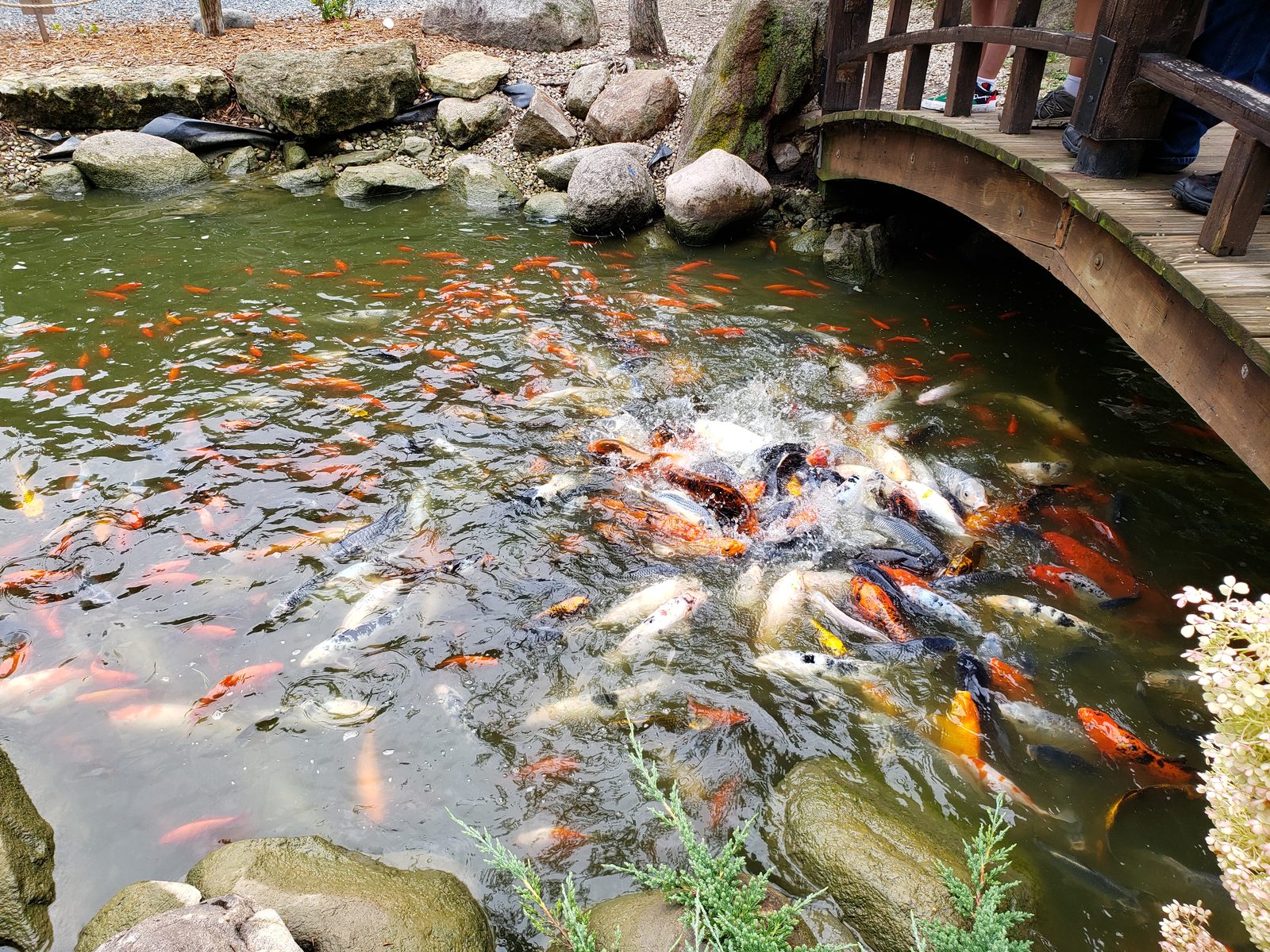 The koi pond in a feeding frenzy