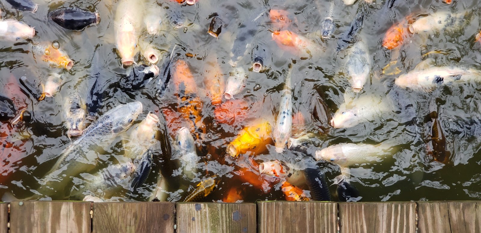 The koi pond at the arboretum