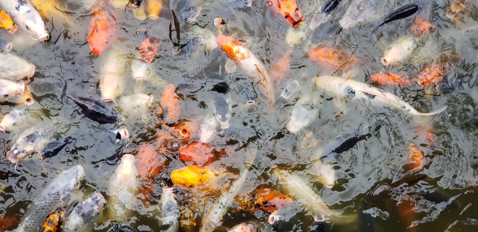 Koi crowding the water below the bridge