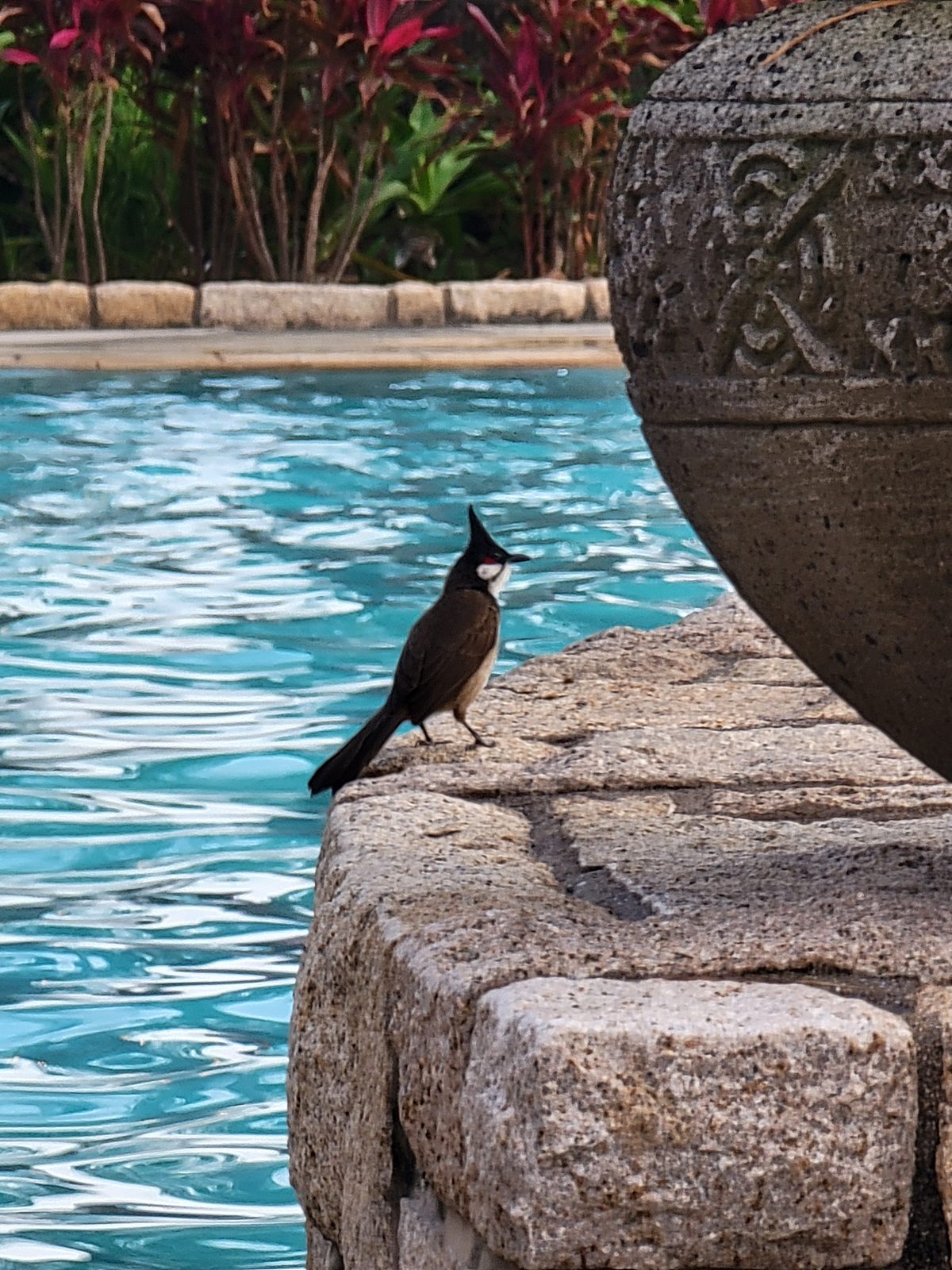 A bird stopping by the resort pool