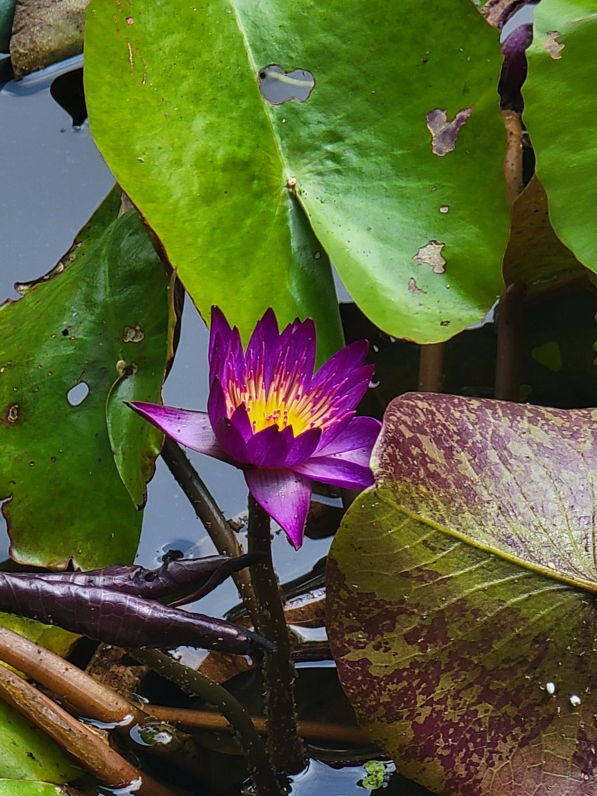 A purple water lily in the park pond