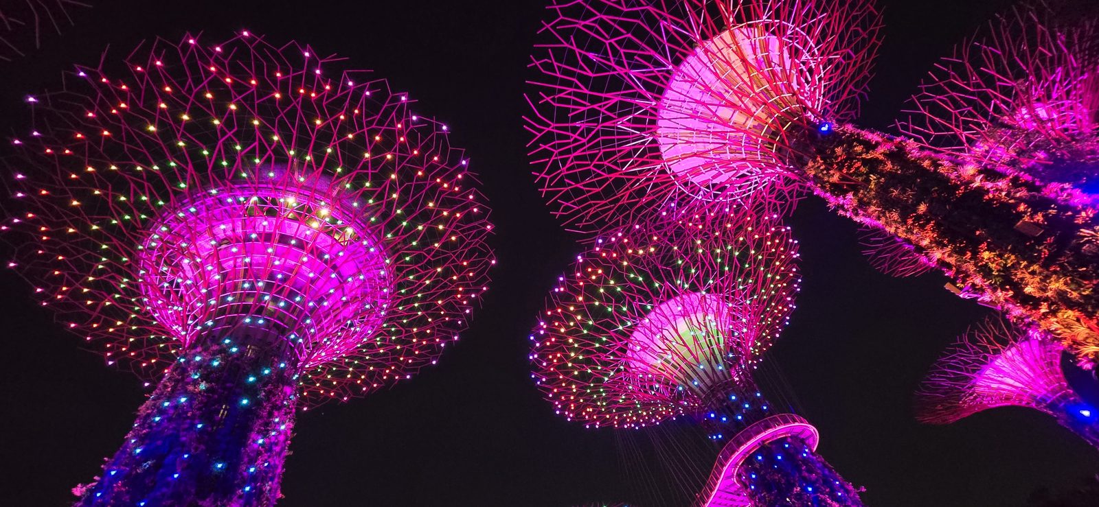 The Supertrees glowing pink at Gardens by the Bay