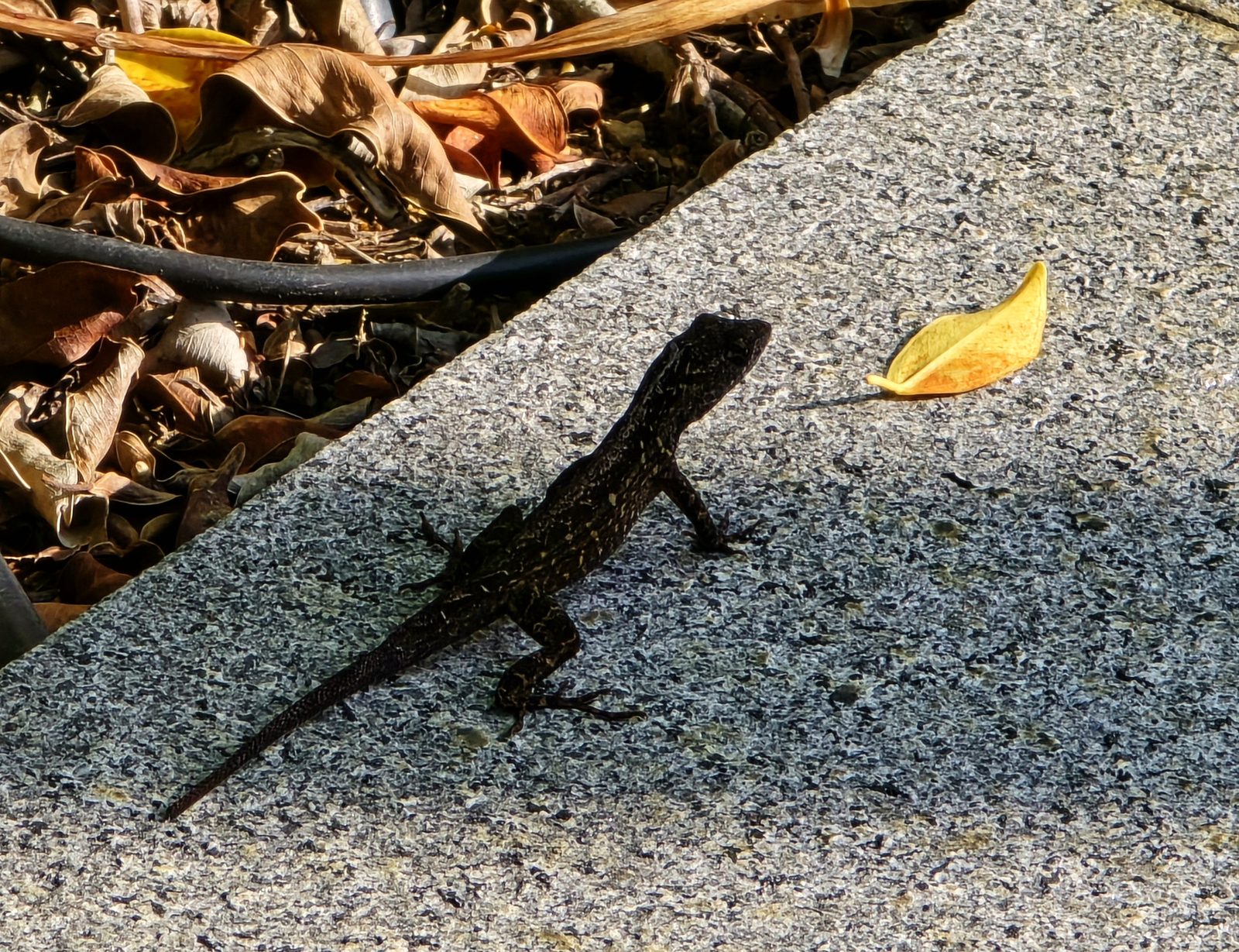 A little lizard crossing our path at Merlion Park