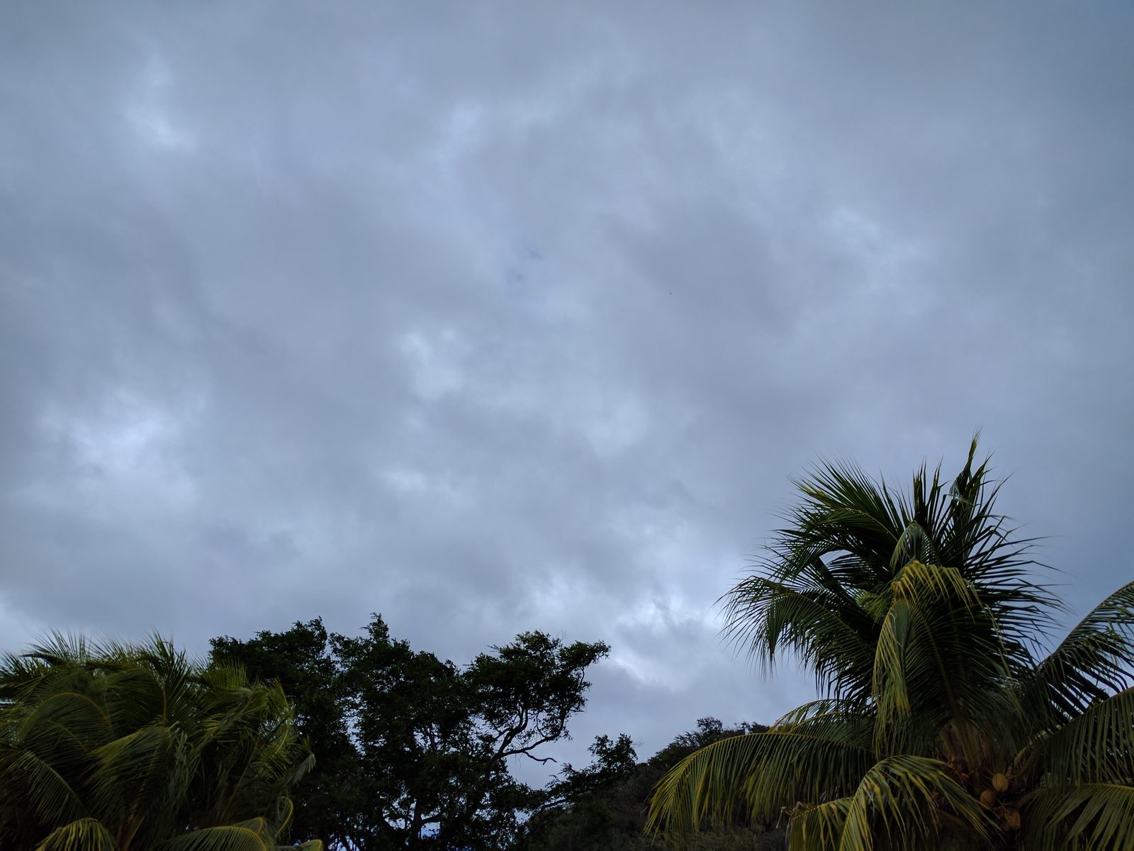 Clouds over the palms on Kathy's one pool day