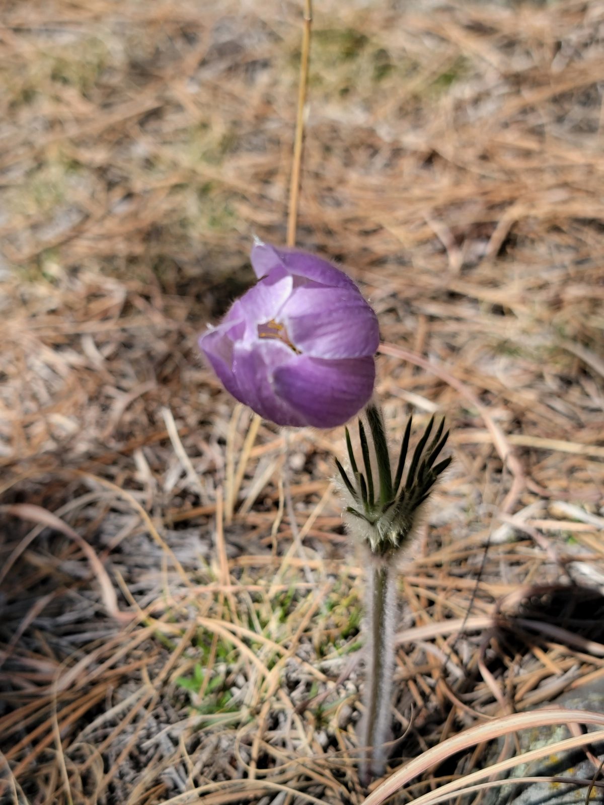 A wildflower along the trail